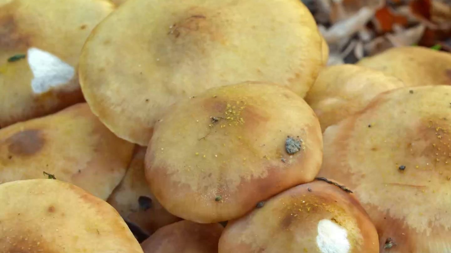 400 Tonnen Dieser Pilz ist eines der größten Lebewesen der Erde Videos from The Weather Channel 400 Tonnen Dieser Pilz ist eines der größten Lebewesen der Erde Videos from The Weather Channel