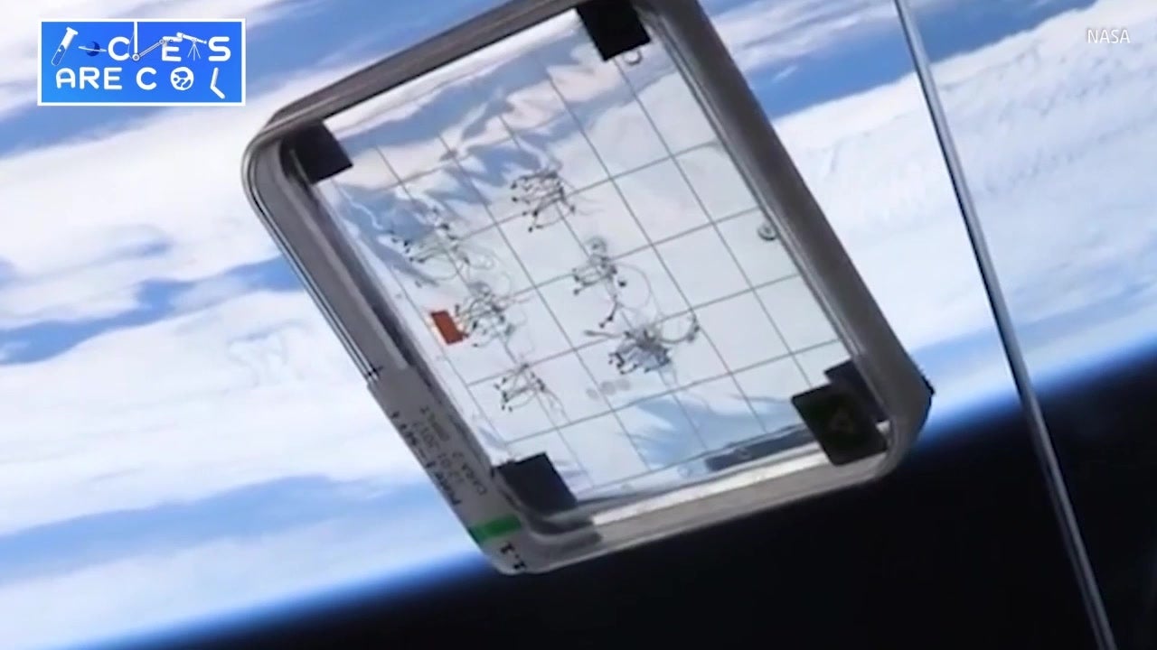 Astronauts Experiment with Growing Plants in Space