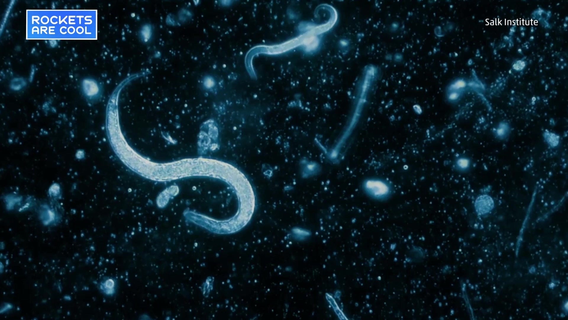 Fear in Worms Sheds Light on Human Anxiety The Weather Channel
