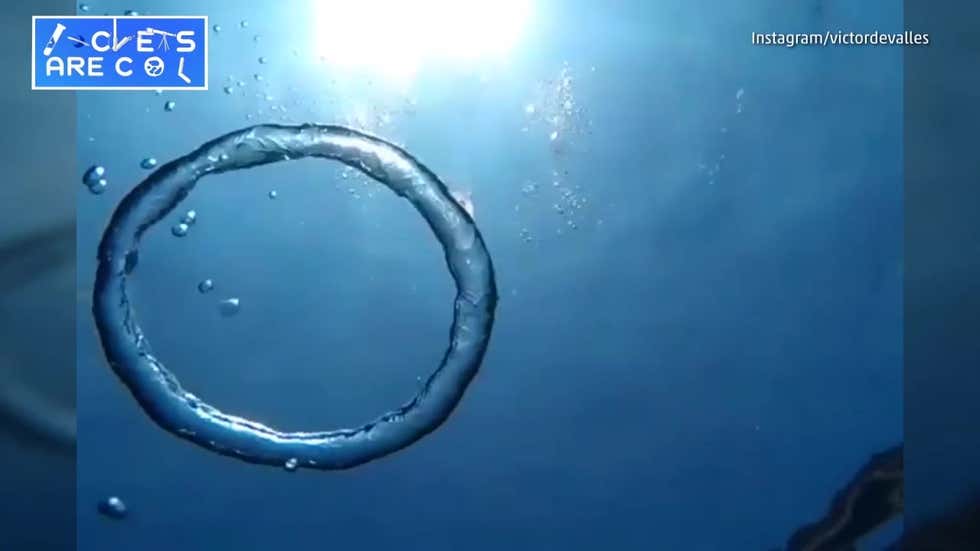 Jellyfish Gets Sucked Into Bubble Ring Videos from The Weather Channel