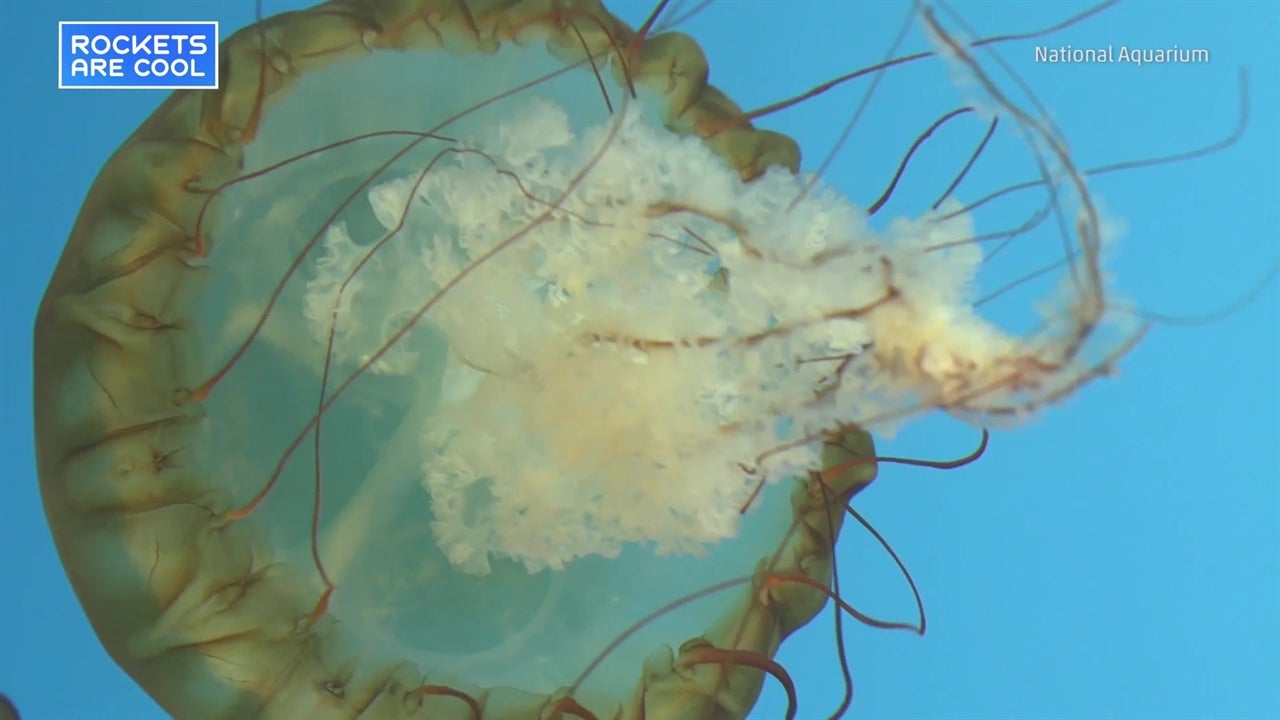 Incredible Jellyfish Exhibit at Baltimore’s National Aquarium Astounds Videos from The Weather