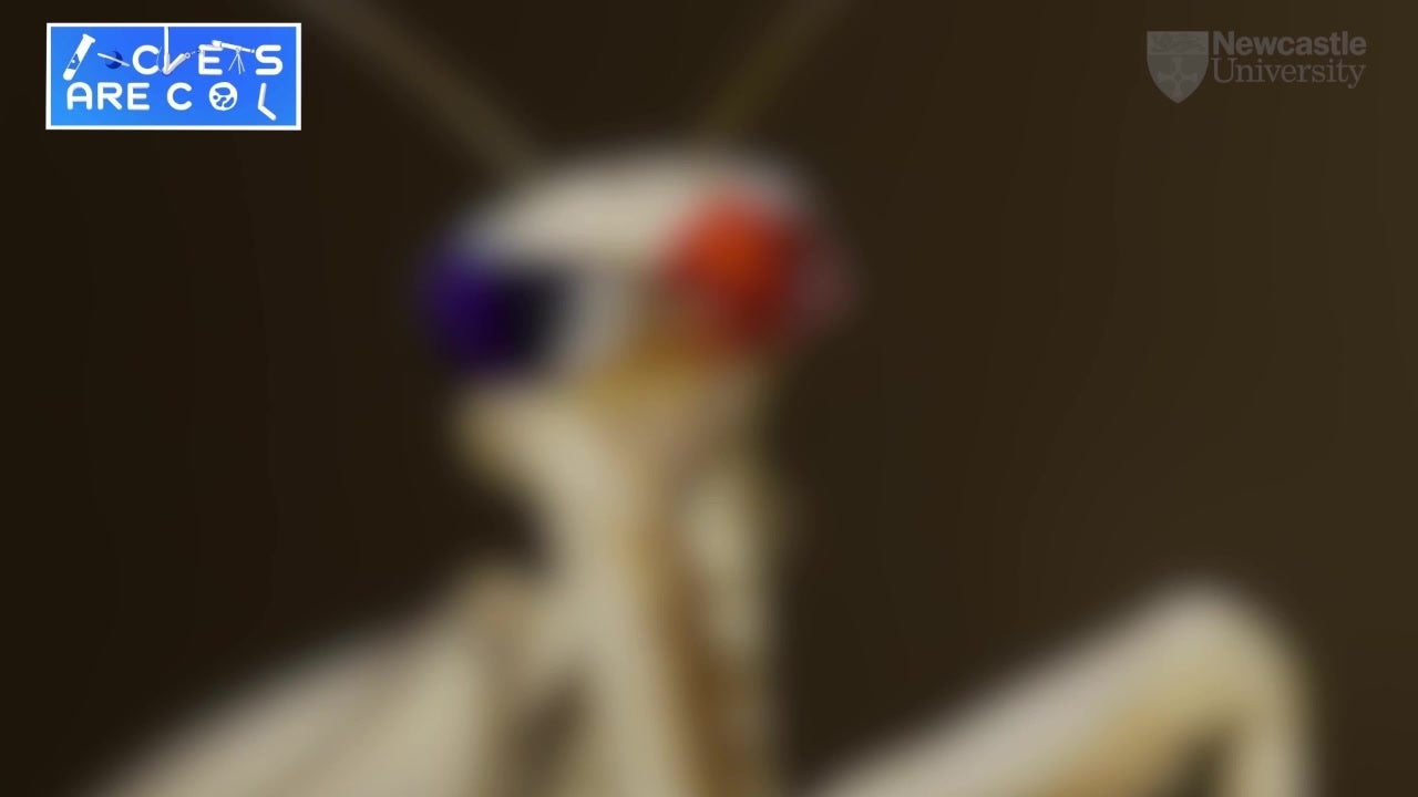 Praying Mantis With 3-D Glasses Indicates 'New Type of Vision'