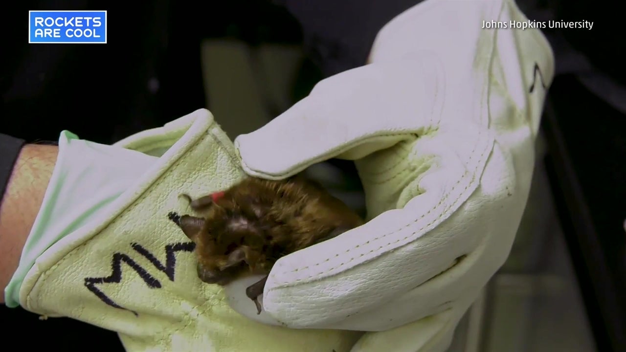 Researchers Record Brain Activity of Bats In Flight