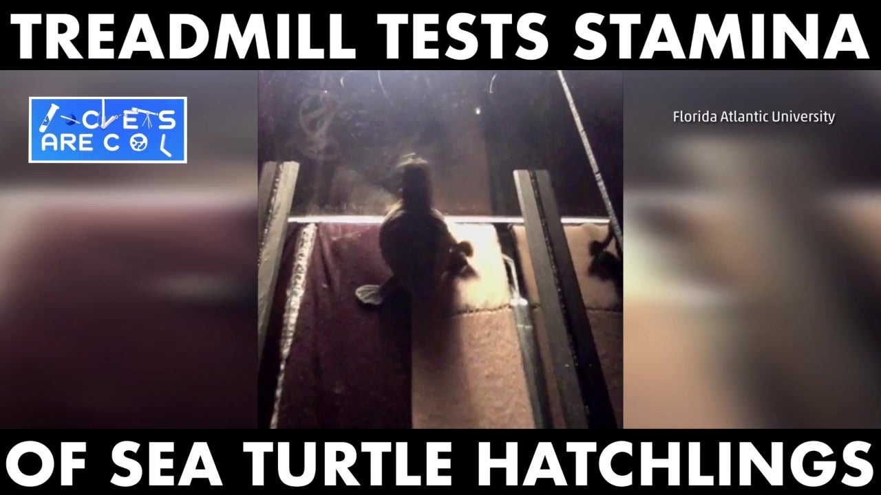 Treadmill Tests Sea Turtle Stamina