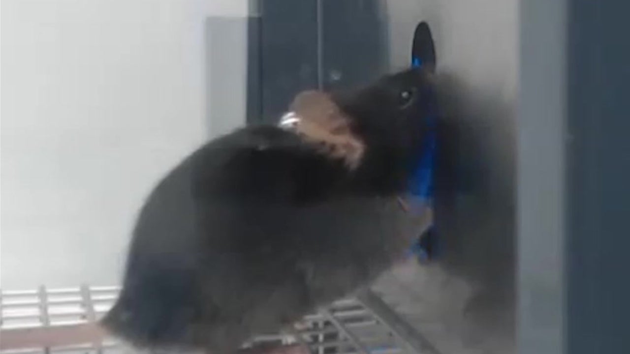 Mammals Have ‘Sixth’ Sense for Water - Videos from The Weather Channel