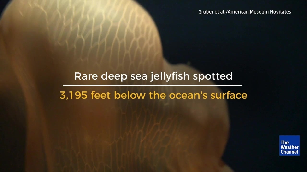 Rare Deep Sea Jellyfish Spotted