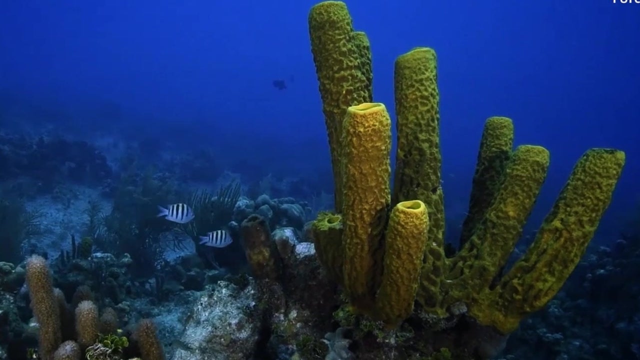 Coral Displaced During Hurricanes Restored Coral Displaced During Hurricanes Restored