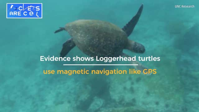 Sea Turtles Use Magnetic Fields as GPS - Videos from The Weather Channel