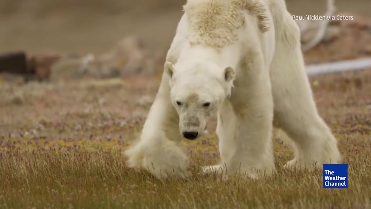 Photographer Describes Dying Polar Bear The Weather Channel