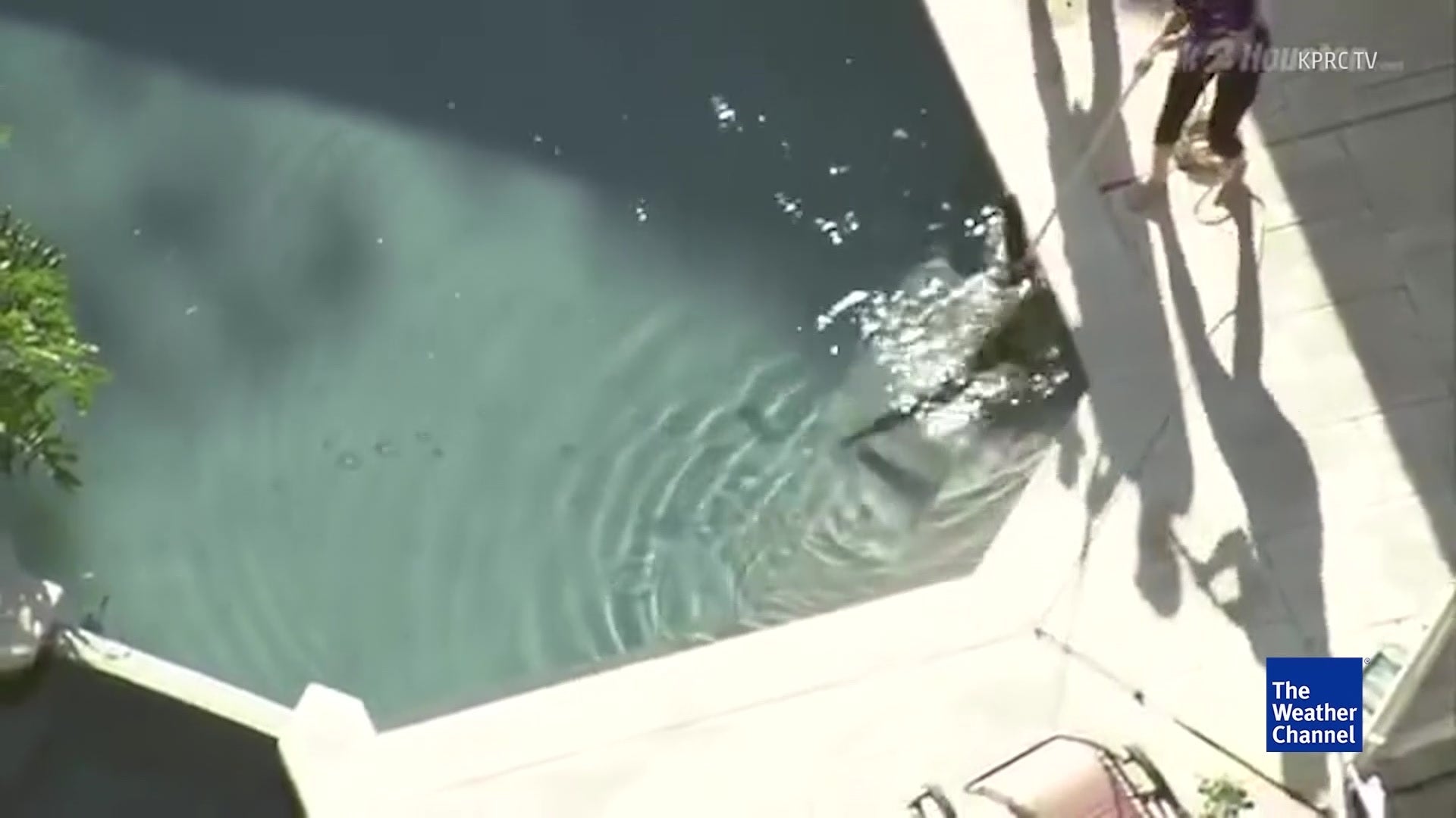 Trapper Ends Gator&rsquo;s Pool Vacation