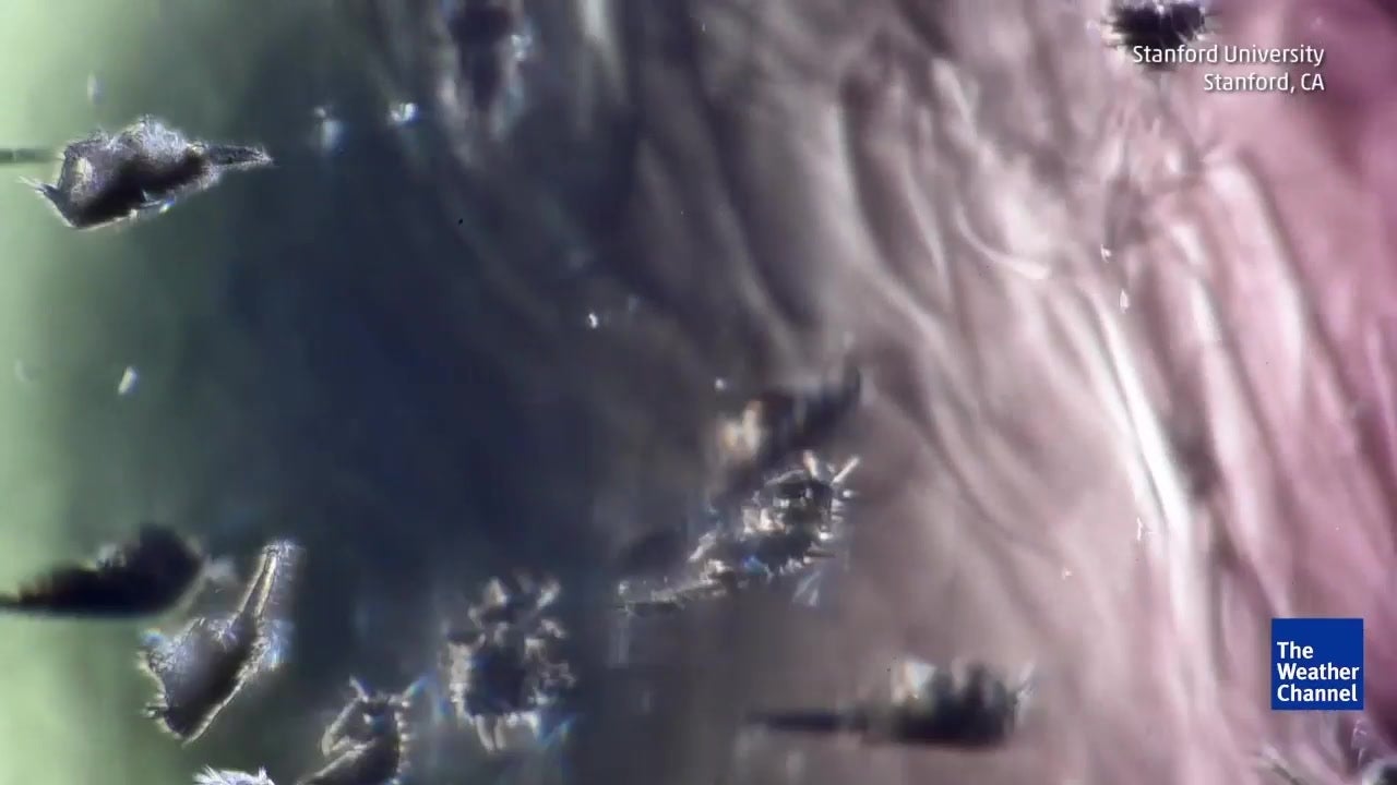 Tiny Zooplankton Can Cause Quite a Stir