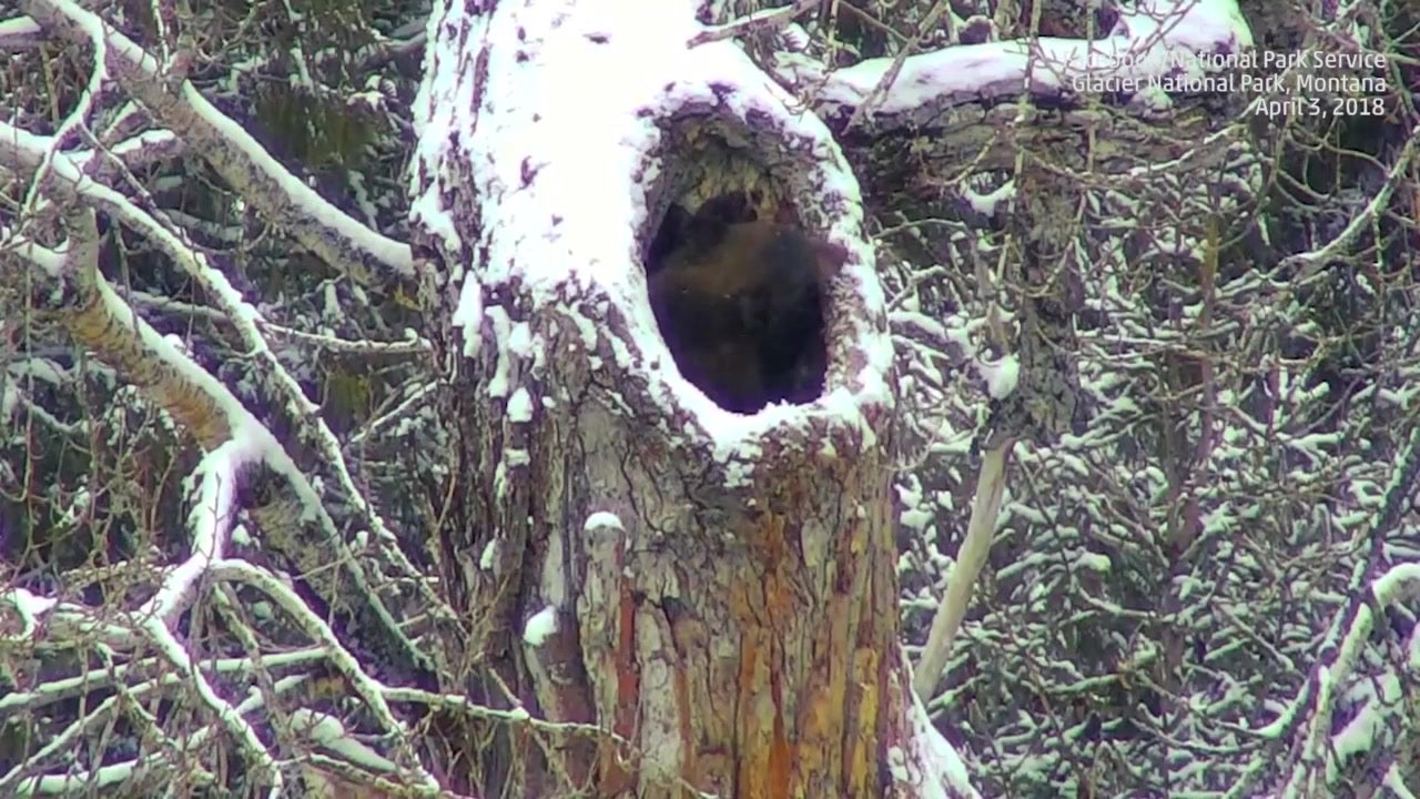 Thirsty Bear Waking Up From Hibernation In Glacier NP Goes Viral Videos From The Weather Channel