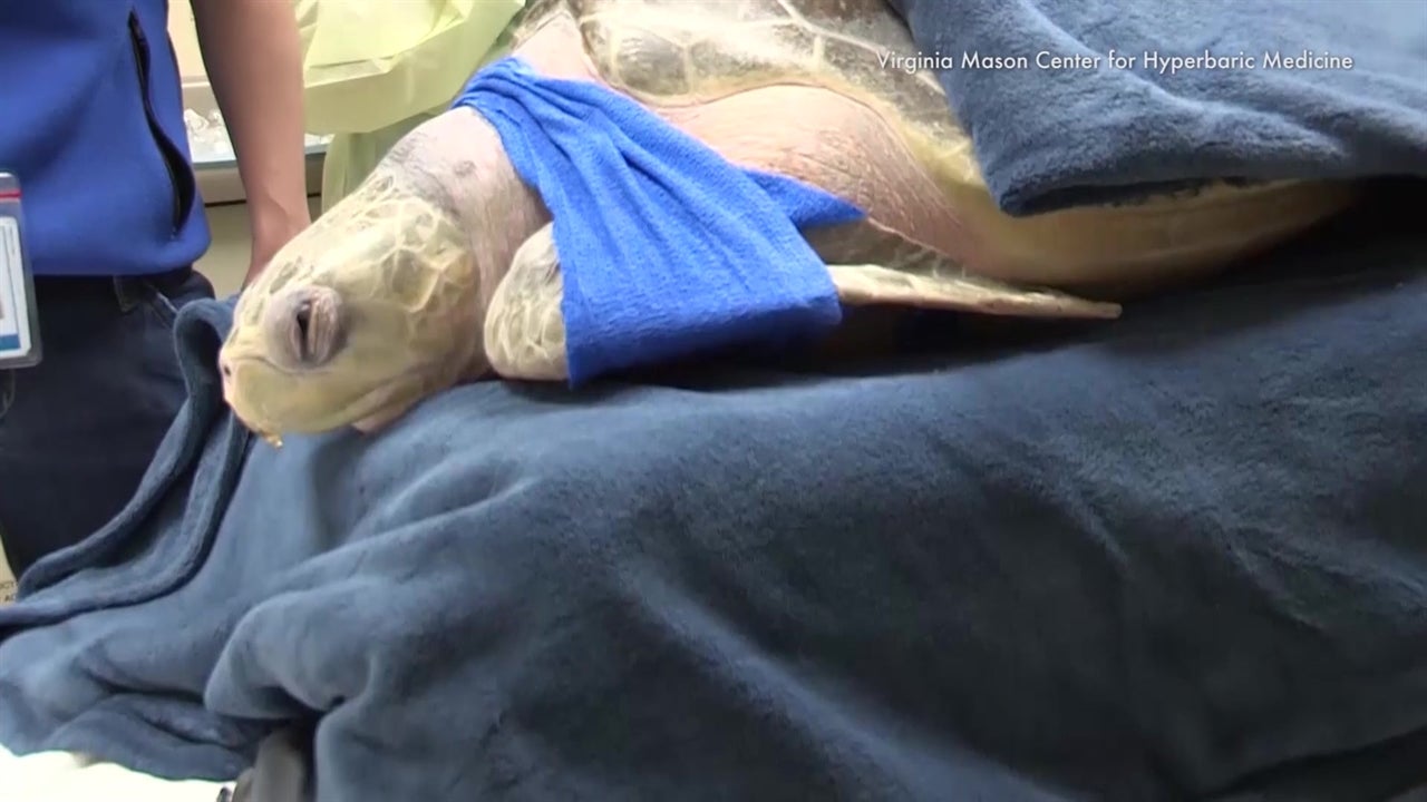 Sea Turtle Treated for &lsquo;the Bends&rsquo;