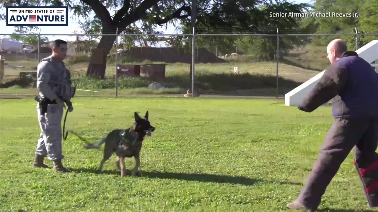Behind The Scene at a Military Working Dog Camp Videos from The