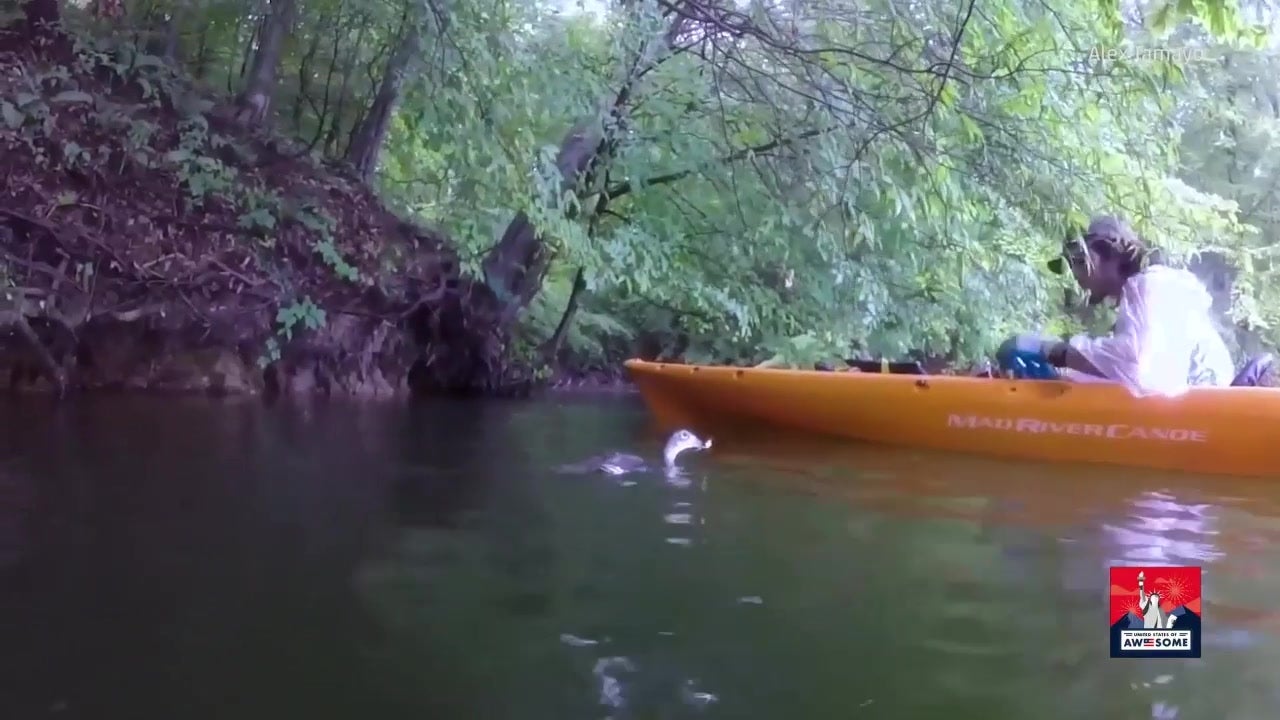 Virginia Kayakers Rescue Duck Stuck in Fishing Line