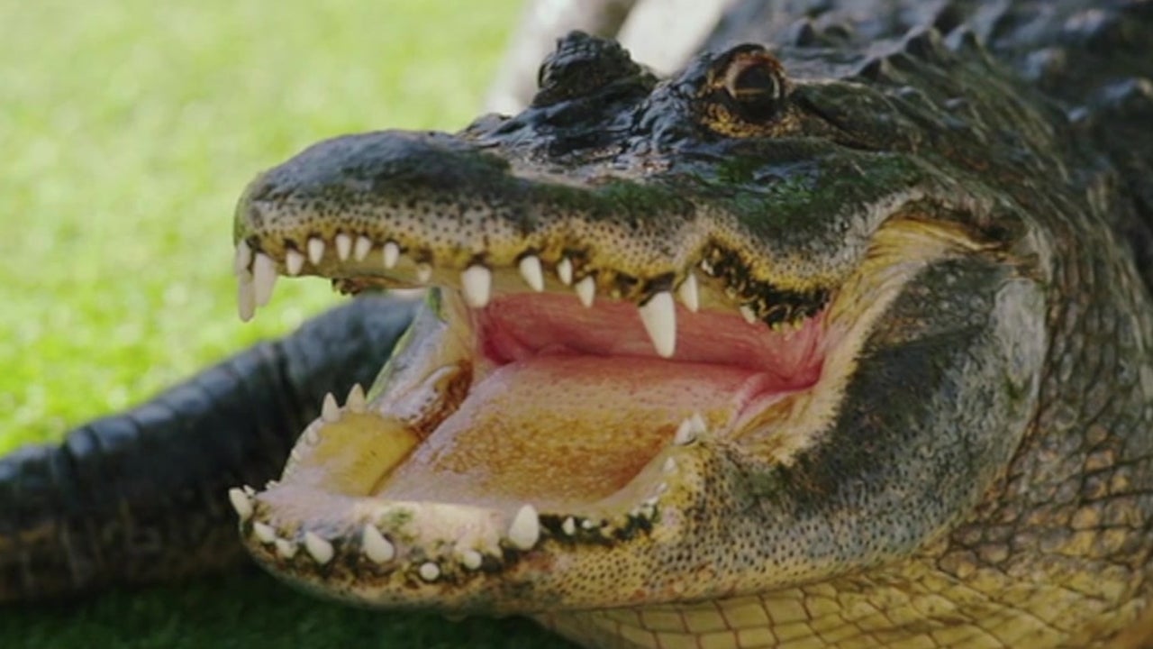 What to do if you Encounter an Alligator The Weather Channel