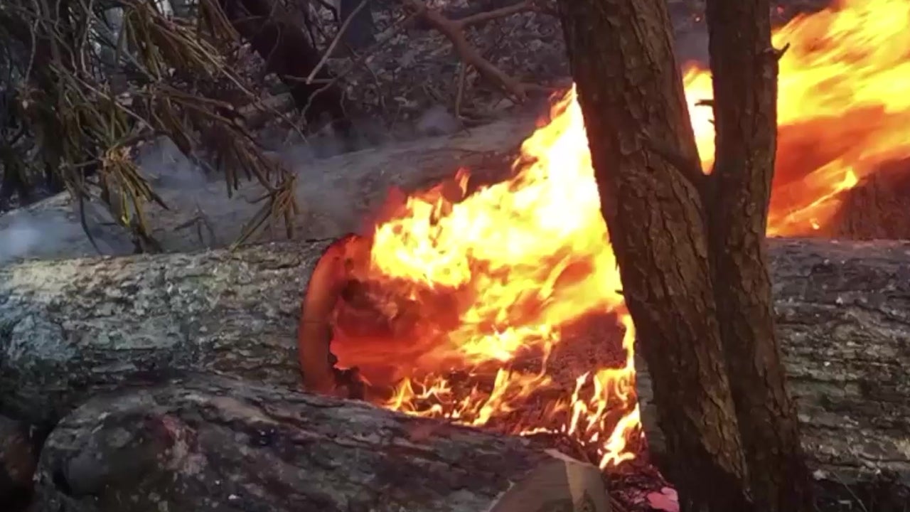 Burning Log Lights Up Wilderness Videos from The Weather Channel