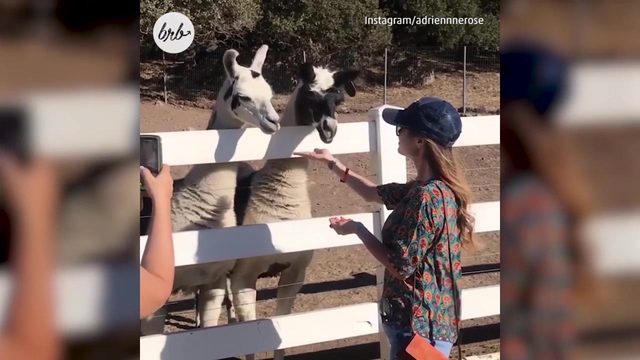 America&rsquo;s Favorite Tipsy Safari