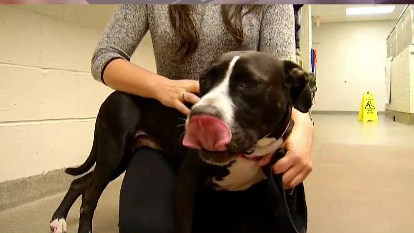 Your Pets Can Suffer From Allergies