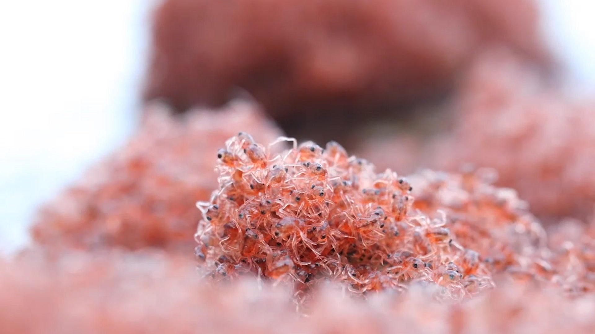 Baby Crabs Begin Their Journey To Land on Christmas Island Videos from The Weather Channel