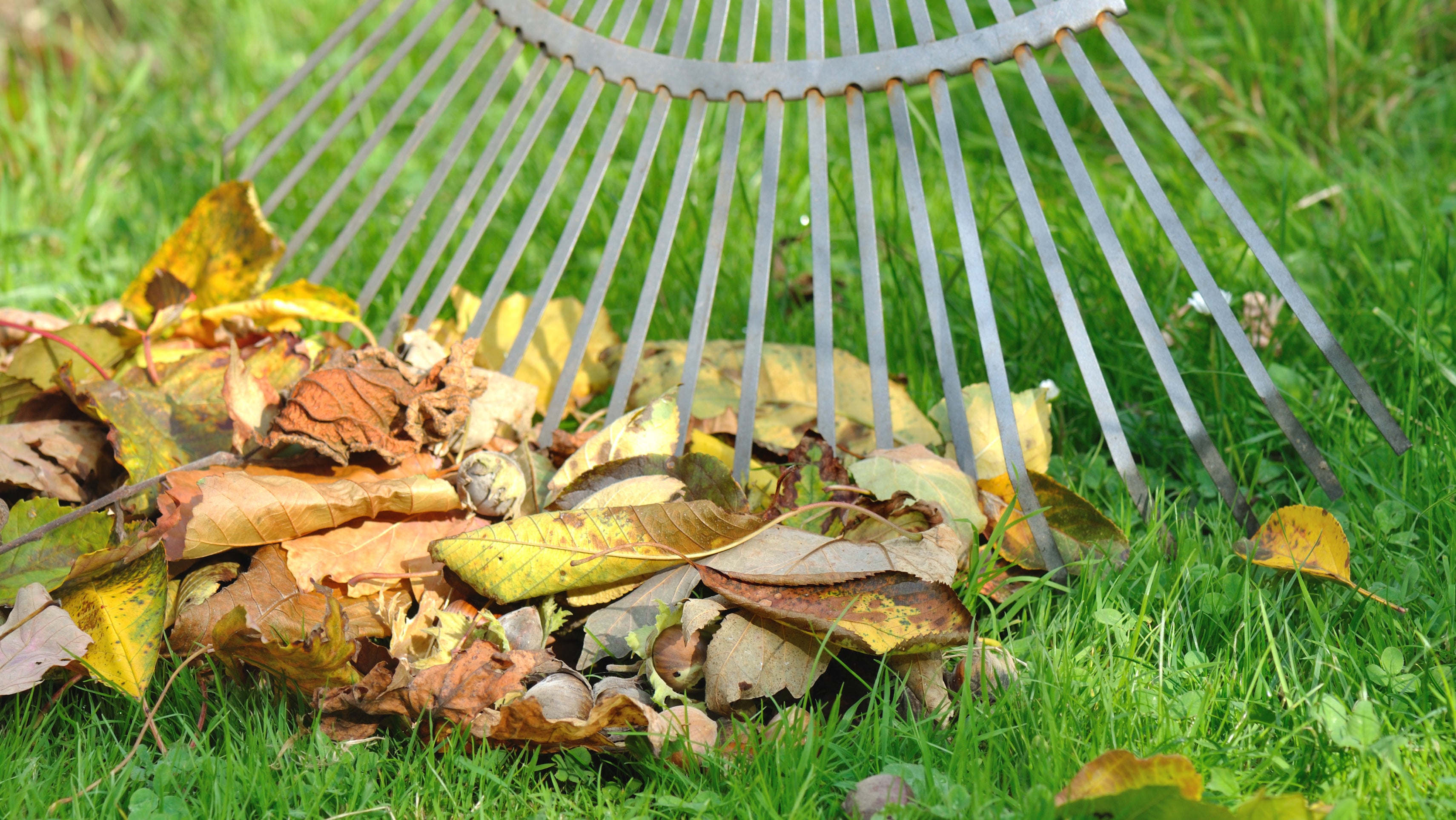 Rasenmäher-Trick: So kompostieren Sie Herbst-Laub richtig – Videos von