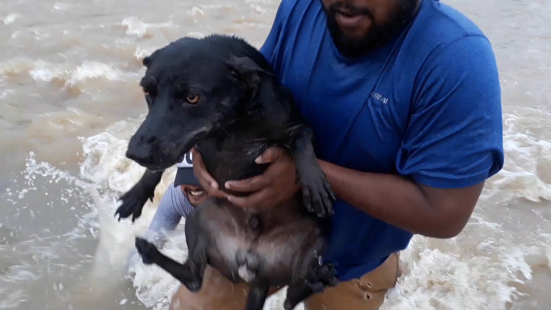 Friends Form Human Chain to Rescue Dog From Sri Lanka Flooding Videos