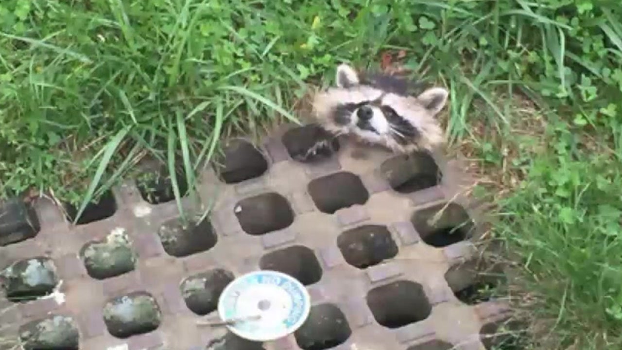 Adorable Raccoon Rescued from Drain Videos from The Weather Channel