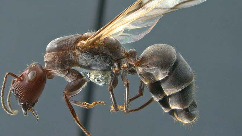 ‘Exploding Ant’ the Newest Species - Videos from The Weather Channel