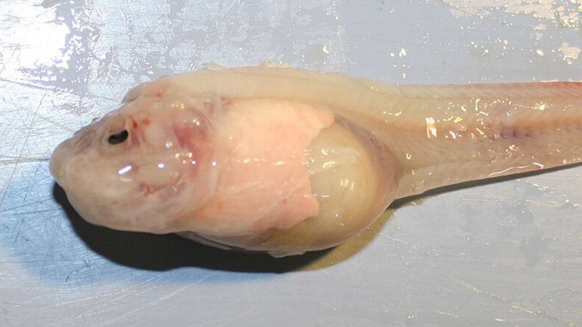 Deepest Fish Discovered in Mariana Trench