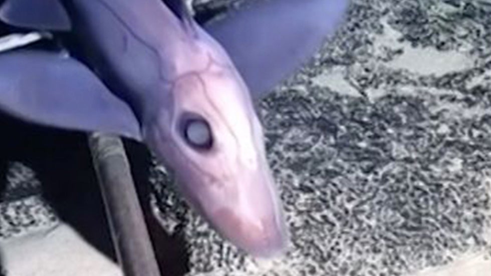 Never-Before-Seen Ratfish Discovered by Chinese Scientists