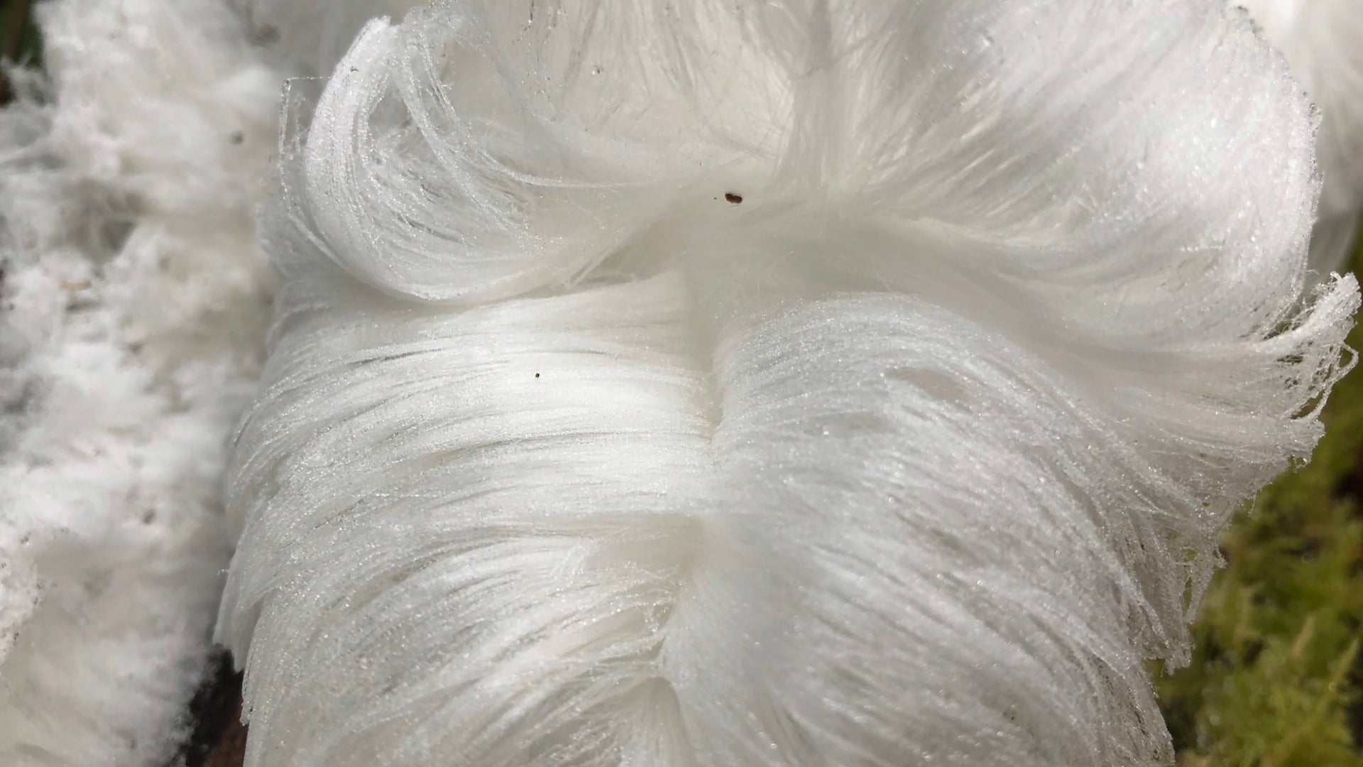 Rare Hair Ice Discovered in Switzerland