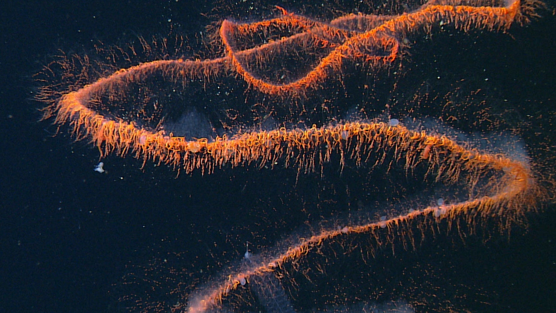 Secret Feeding Habits of Deep Sea Animals
