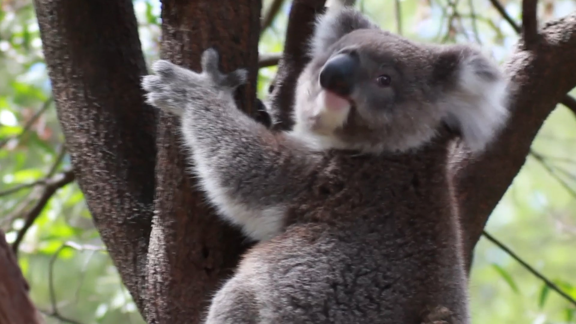 Scientists Crack Koala Genome
