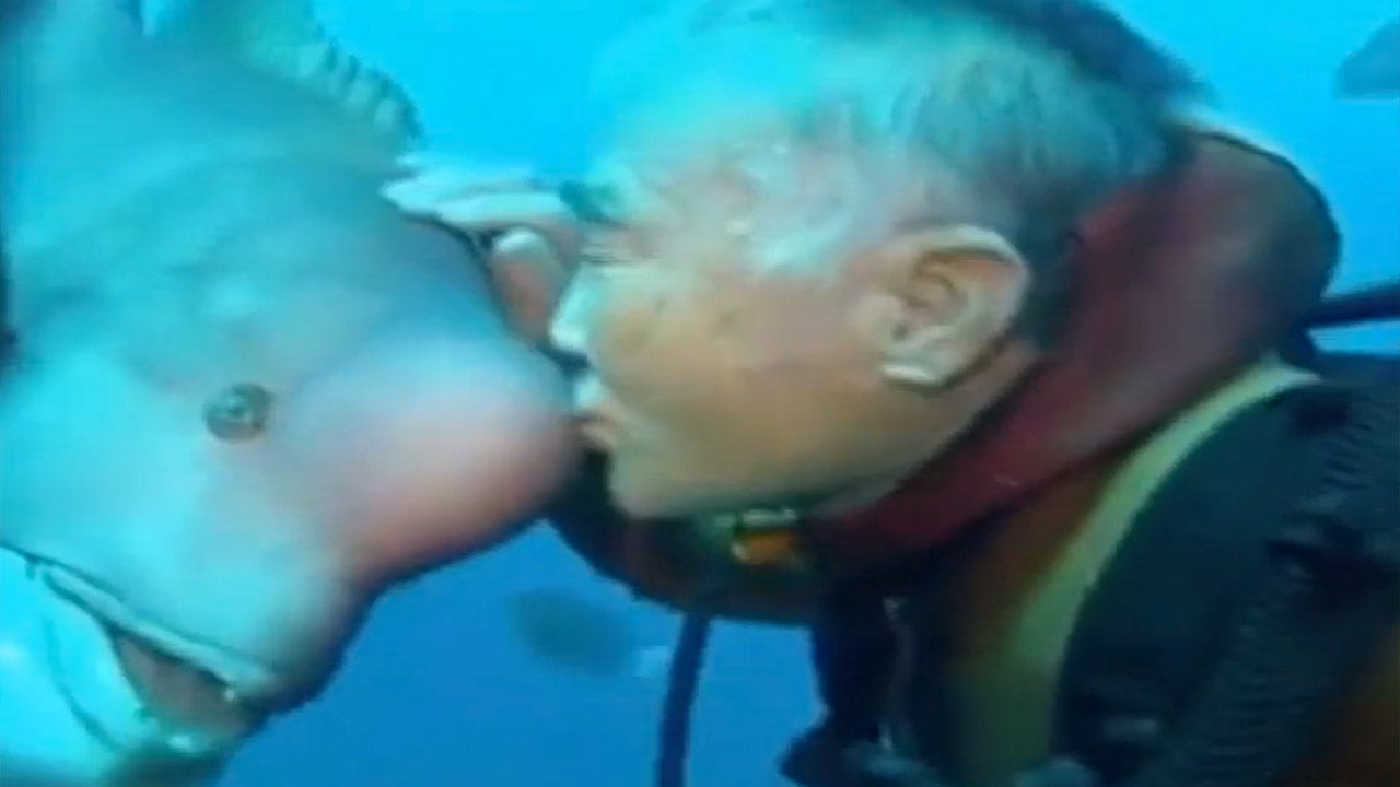 Asian Sheepshead Wrasse Swims Up to Diver