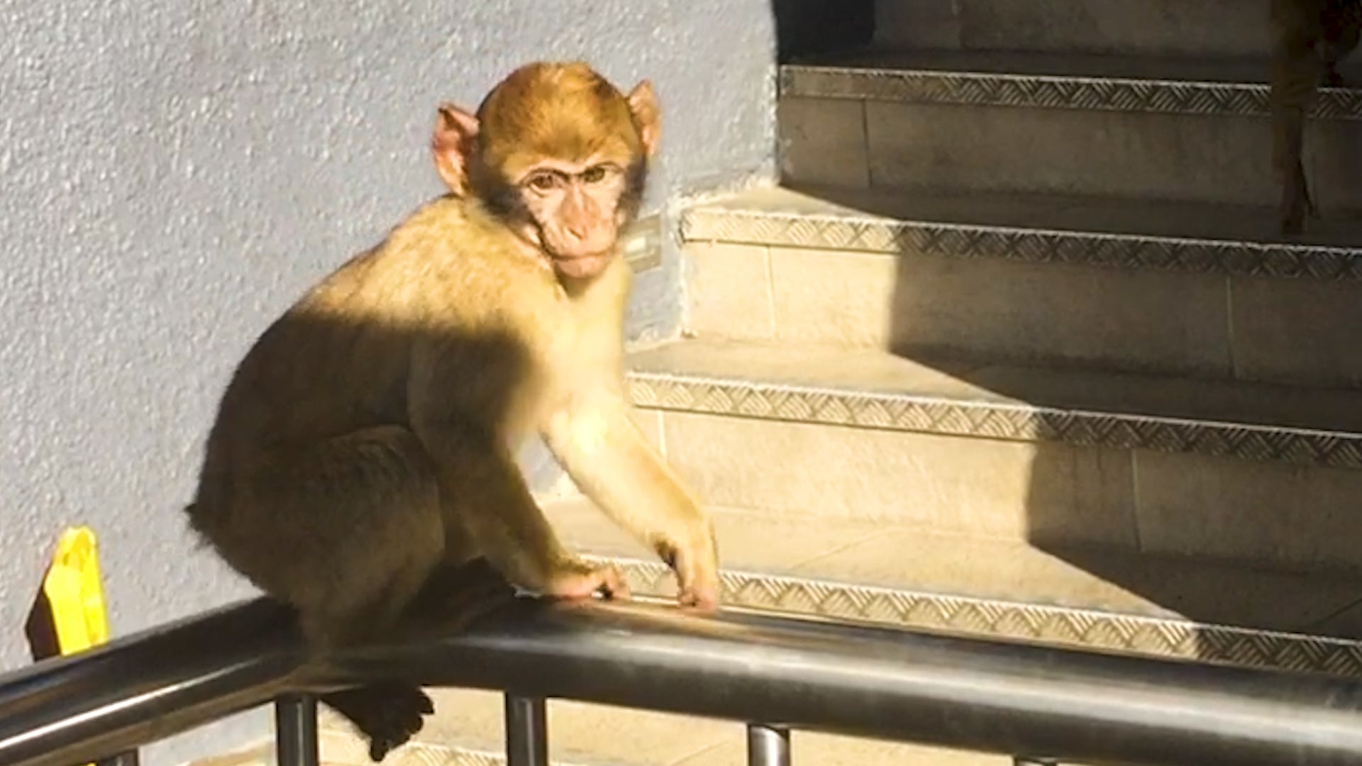 Gibraltar&rsquo;s Barbary Apes And Enjoying The View