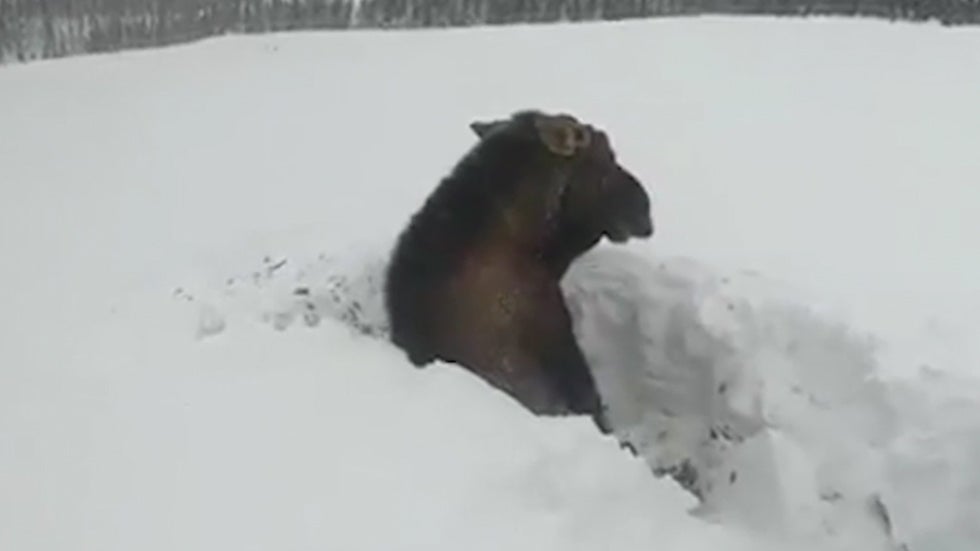 Moose Trapped in NeckDeep Snow Videos from The Weather Channel
