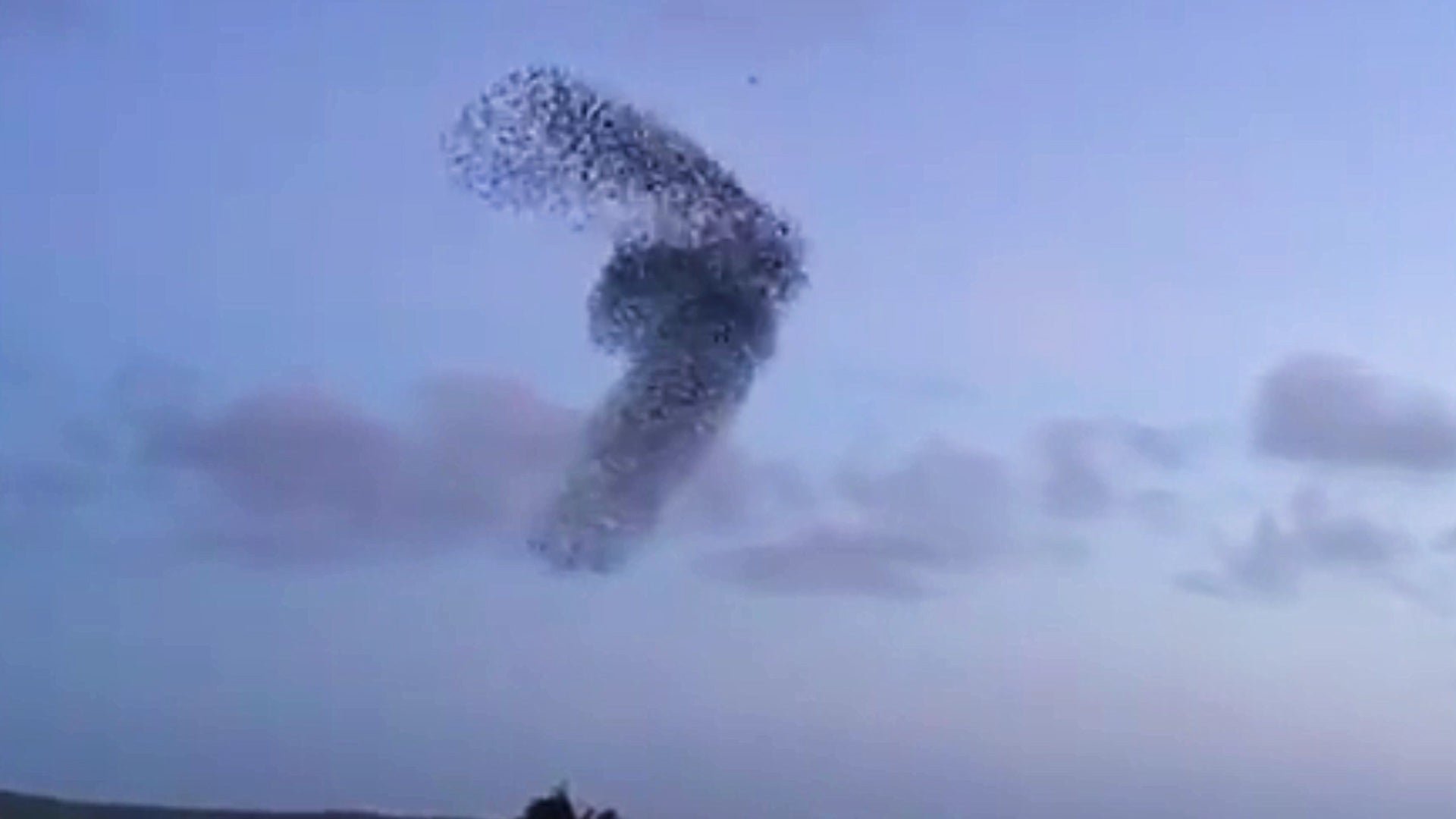 Falcon Foiled by Dancing Starling Murmuration