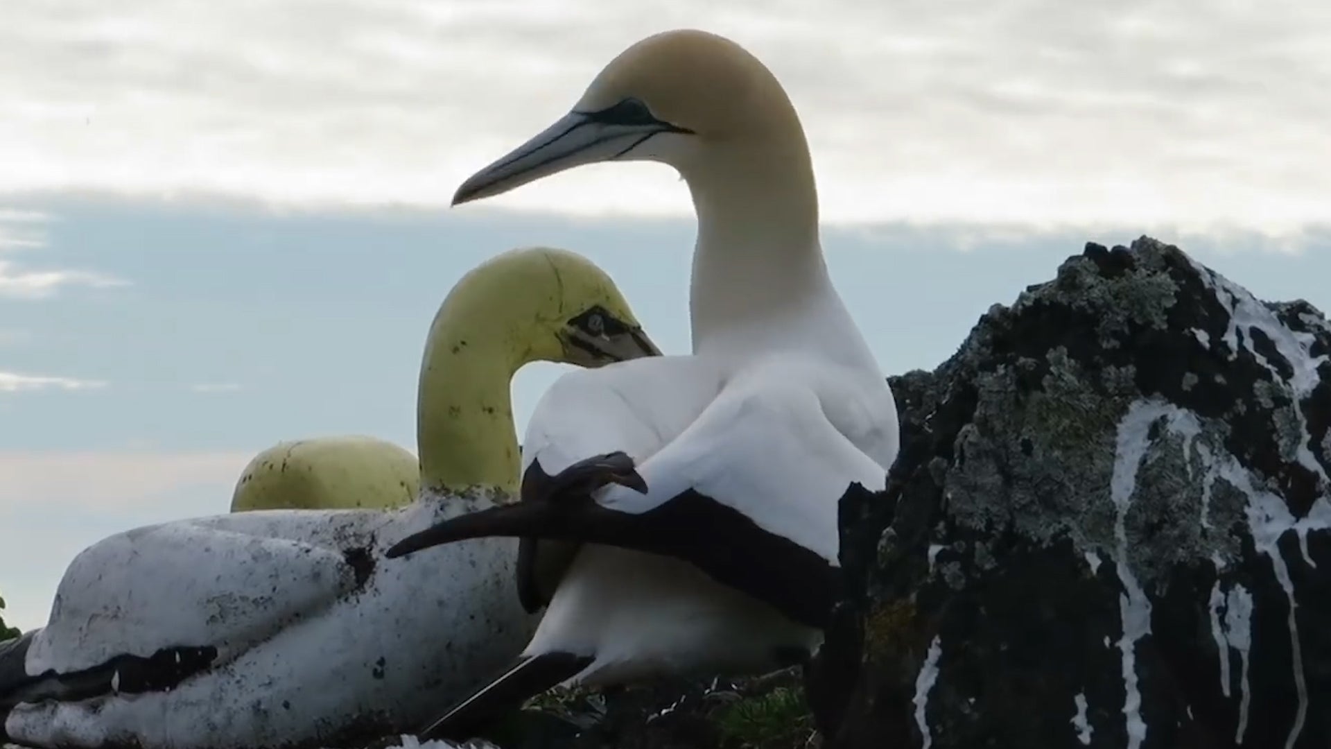 Nigel The Loneliest Seabird in New Zealand Dies Next To Decoy Mate