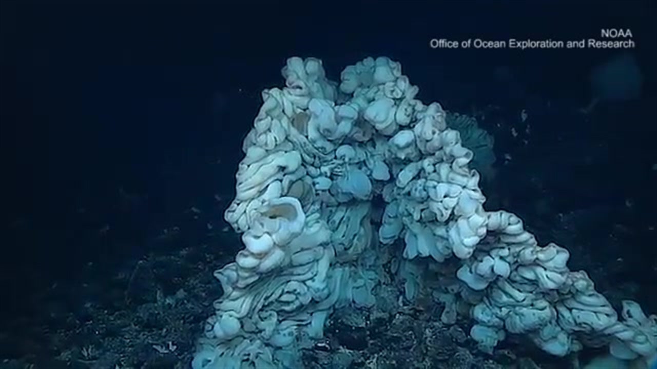 World's Largest Sea Sponge Found Videos from The Weather Channel