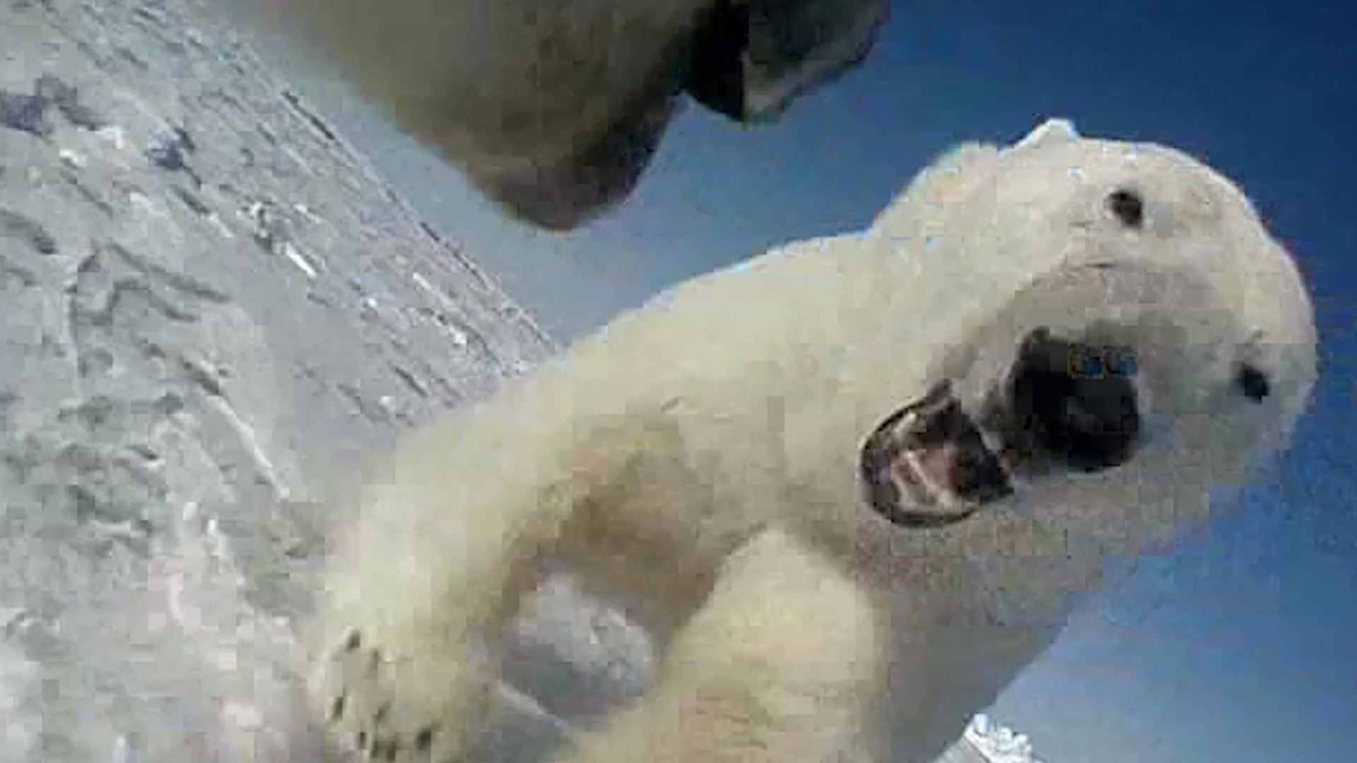 Polar Bears Can&rsquo;t Find Enough Food on Sea Ice, New Study Finds