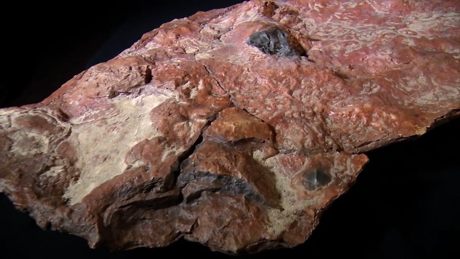 Extensive Record of Dino-Era Mammals Found in Fossil at NASA Facility