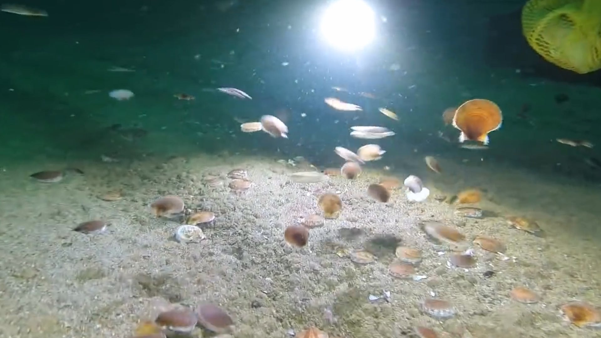 This Is How Scallops Swim Videos from The Weather Channel