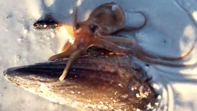 octopus looks for a home on beach the weather channel