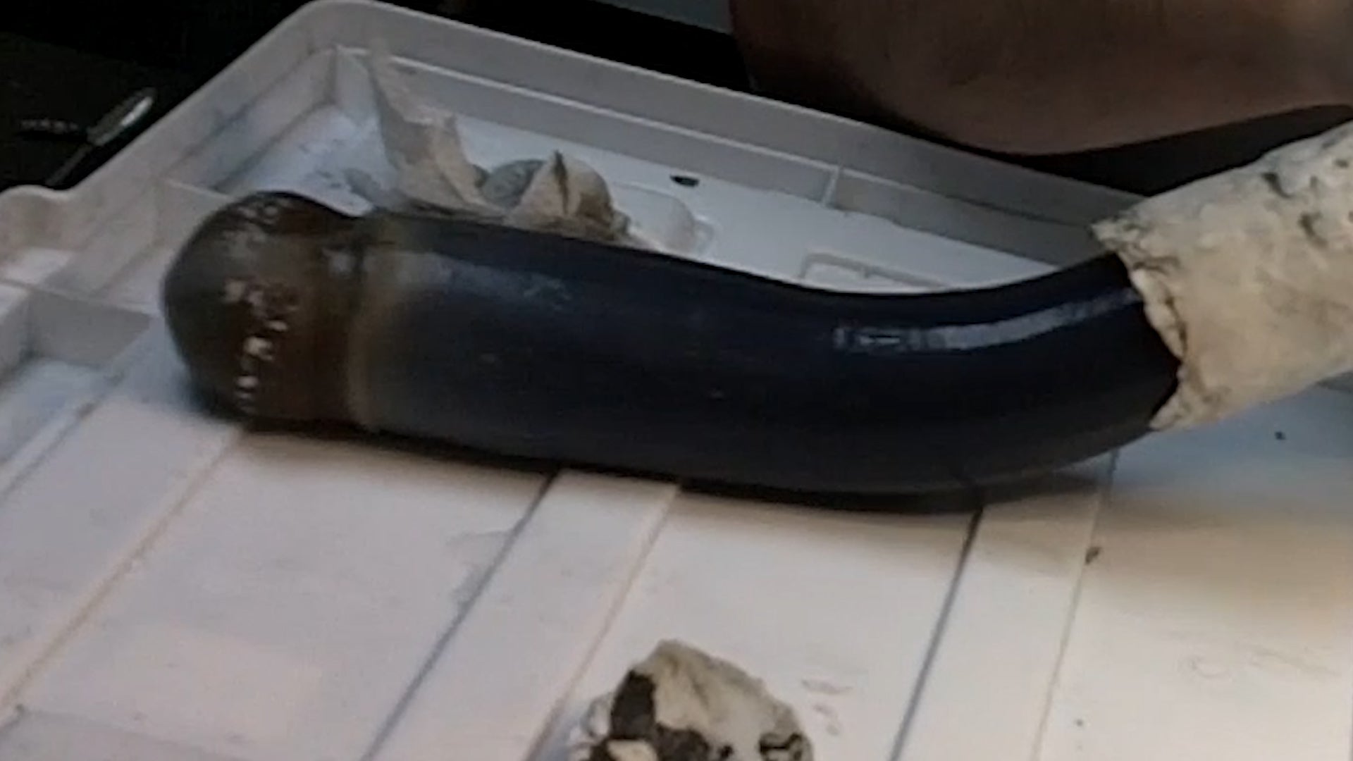 Giant Shipworm Studied For First Time