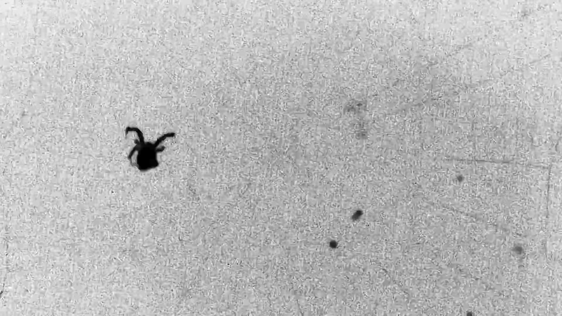 Mysteries of Spider Web-Spinning