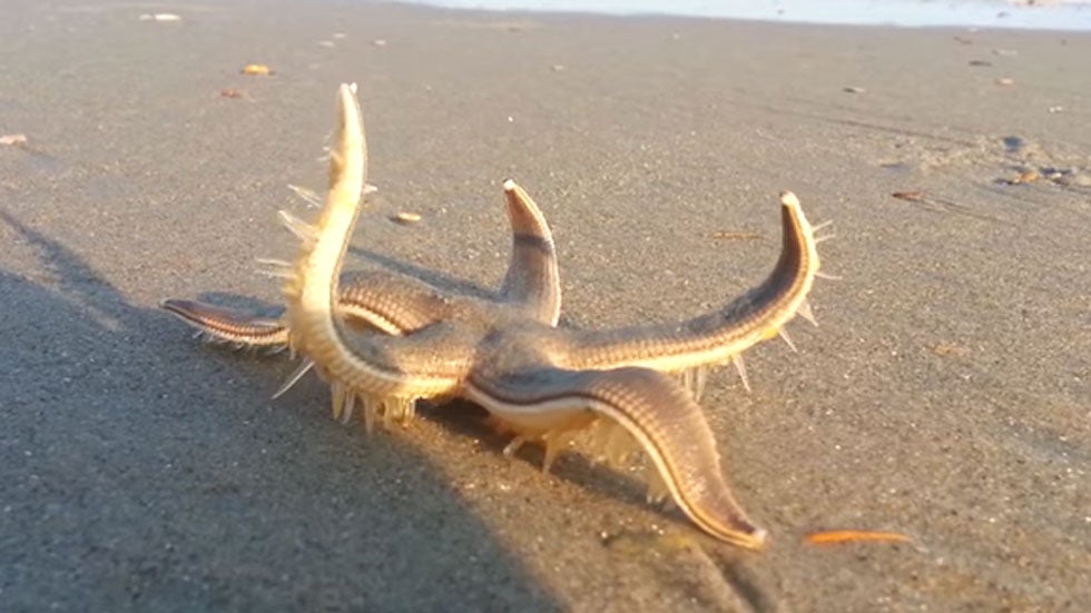 How a Starfish Really Walks Will Blow Your Mind Videos from The