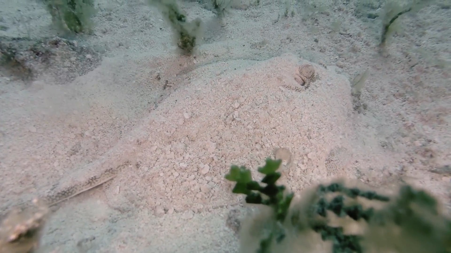 What Should You Do if You’re Stung by a Stingray? The Weather Channel