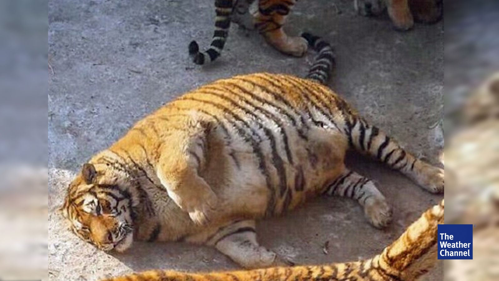 Fetter Tiger Fetter Tiger