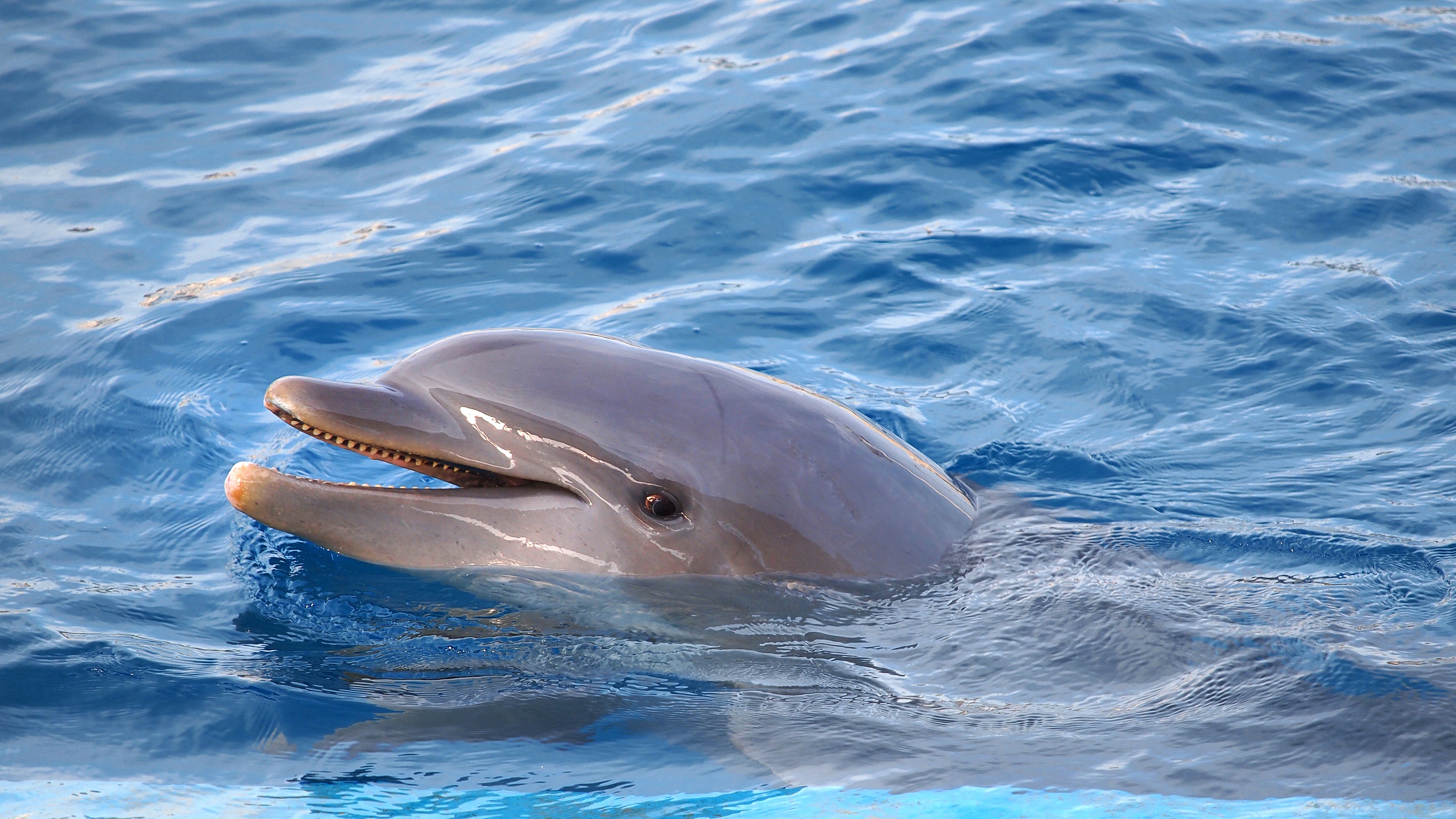 Delfin Spile Delfin Spile