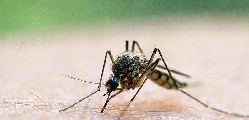 Mückenschwärme im Haus wollen gar kein Blut – Videos von The Weather